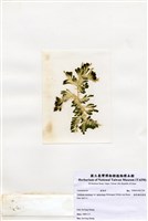 藏品(棒形總狀蕨藻)的圖片